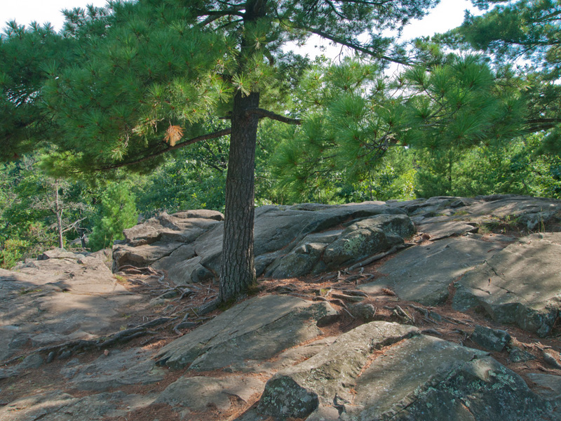 11082428.jpg - Amazing tress are able to take root in rock