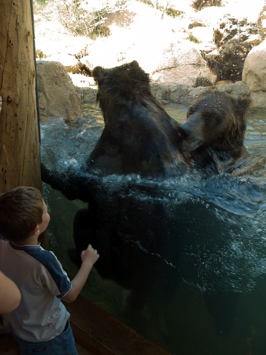 P7087016.jpg - Grizzly Bears