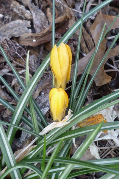 P1000210.JPG - Last of the Crocus