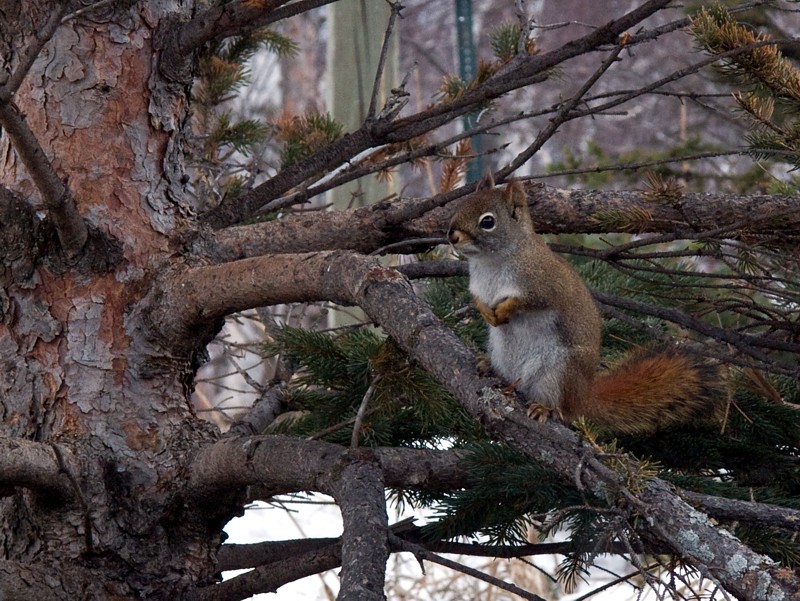 P3281100.jpg - Gooseberry Falls